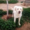 LAYA  (Animalcazar)