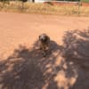 CHULA (Animalcazar)