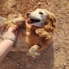 CHULA (Animalcazar)