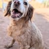 CHULA (Animalcazar)
