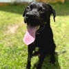 Tito, mâle croisé berger, né le 10/02/2022 🐶