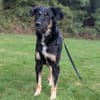 Anfängerhündin Cora❤sucht Familie
