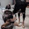 Anfängerhündin Cora❤sucht Familie