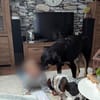 Anfängerhündin Cora❤sucht Familie