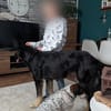 Anfängerhündin Cora❤sucht Familie