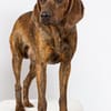 Piccio - toller Segugio Rüde