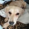 Elsa, zarte Hündin sucht aktive Familie