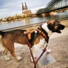 Rosie sucht ihre Menschen