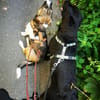 Rosie sucht ihre Menschen