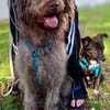 Nala - sucht ein für Immer Zuhause