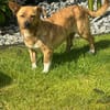 Freya ❤ sucht ihre Familie