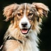 Fröhlicher Richy sucht sein Zuhause