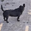 Elsie ❤ sucht ihre Familie