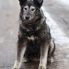 OSKAR - Er war halb erfroren in Jakutsk