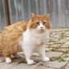 Viele arme Seelen suchen ein Zuhause