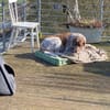 Rudi sucht zweite Chance