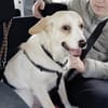 Henry 💙sucht sein Zuhause