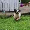 LENNY sucht sein Für-Immer-Zuhause