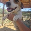 Shirley sucht ein Zuhause