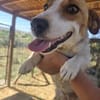 Shirley sucht ein Zuhause