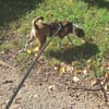 PERLINE sucht ihr Für-Immer-Zuhause