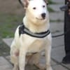 USHAN - weiße Hundepersönlichkeit