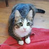 Kater Pursy sucht