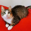 Kater Pursy sucht