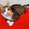 Kater Pursy sucht