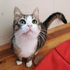 Kater Pursy sucht