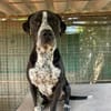 Spike sucht Zuhause in ländlicher Umgebu