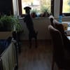 Spike sucht Zuhause in ländlicher Umgebu