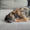 Ally, die Zauberhafte