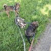 Süße Tammi sucht liebevolles Zuhause