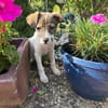 Tolle Kiara sucht ein Zuhause