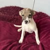 Tolle Kiara sucht ein Zuhause