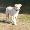 Zeus - freundlich, aufgeschlossen, sucht