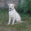 Zeus - freundlich, aufgeschlossen, sucht