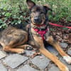 Notfell-HSH-Mix ❤Nelli❤ in 81927 München