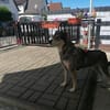 Emma sucht ihr für-immer-Zuhause