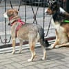 Emma sucht ihr für-immer-Zuhause