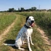 Limon sucht ein Zuhause