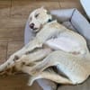 Pippo sucht sein Für-Immer-Körbchen