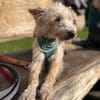 Turpi1 sucht ein Zuhause