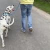 Lino sucht ein Zuhause