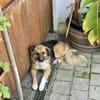 Pina - braucht ein neues Zuhause