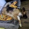 Pina - braucht ein neues Zuhause