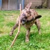 Heros1 sucht ein Zuhause/Pflegestelle