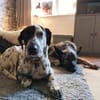 Bronco2 sucht einen Gnadenplatz