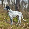 Bronco2 sucht einen Gnadenplatz